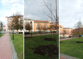 El Parque de Las Palmeras, saneado, luce sus nuevas plantaciones resistentes al picudo rojo