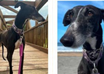 Buscan a una perra perdida en San Lorenzo y vista por última vez la zona de Granda, en Gijón