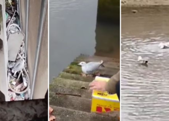 Y la historia terminó con final feliz: logran rescatar a una gaviota atrapada en Gijón