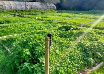 Las parcelas de tecnosuelos para jardinería generativa, protagonistas mañana del Día del Suelo en Gijón