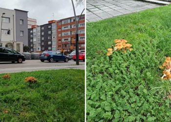 XIXONAES | La vida vegetal se abre camino (a golpe de seta) entre las moles de hormigón de El Coto