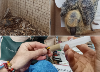 «No hay plagas de palomas o gaviotas en Gijón ni transmiten enfermedades», asegura SOS Aves Asturies