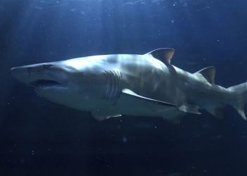 Bajo el mar todo el año: el Bioparc Acuario de Gijón lanza su pase anual