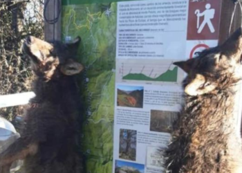 Una investigación estudia el macabro hallazgo de dos lobos colgados en Ponga