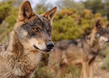 La WWF habla de «prácticas mafiosas» contra el lobo en Asturias tras el hallazgo de dos ejemplares colgados en Ponga