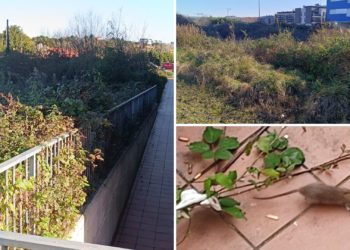 «Hay maleza y roedores»: Nuevo Roces exige que se acondiciones cierta parcela abandonada en el barrio