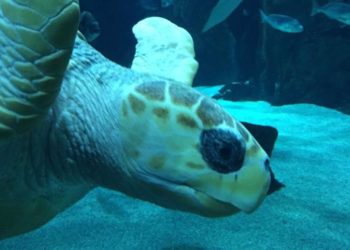 El año «de récord» del BIOPARC Acuario de Gijón: 200.000 visitantes y una labor consolidada