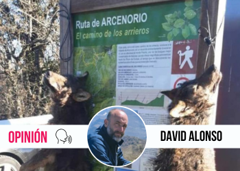 Siguen matando lobos