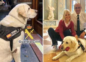 Muere Tina, la perra guardia civil condecorada con la Medalla al Mérito