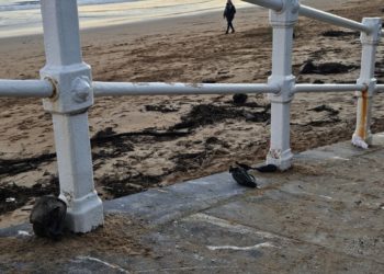 XIXONAES | San Lorenzo, un paraíso canino matutino… Que ‘regala’ obsequios fecales en sus accesos