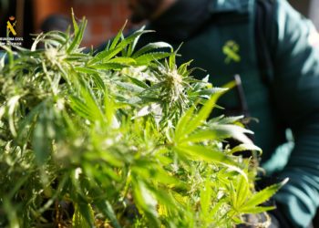 Intervenidos casi diez kilos de marihuana en Ribadesella