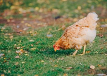 El Principado activa el protocolo contra la gripe aviar: «Asturias no tiene zonas de especial riesgo, pero sí de especial vigilancia»