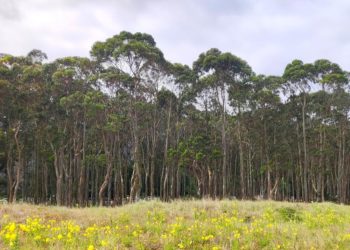 Una consecuencia de la presencia de eucalipto en Asturias: reduciría la capacidad de nuestros bosques de mitigar el cambio climático