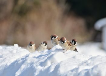 Frío y nieve: Asturias se prepara para un fin de semana típicamente invernal