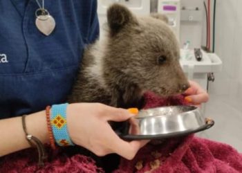 El pequeño gran milagro del oso pardo, de 70 a 400 ejemplares en tres décadas: «Es motivo para celebrar»