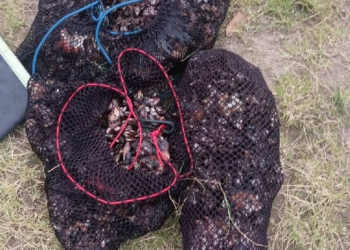 Investigan a un gijonés por capturar 20 kilos de percebes sin licencia