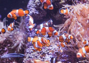 Del pez payaso a la tortuga marina: las especies en las que la hembra es líder… Y que este 8M destaca el Acuario de Gijón