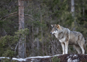 «El lobo colonizará nuestras calles»: Vox presentará una PNL en Asturias para fijar cupos de captura