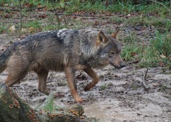 A otro lobo con ese cuento