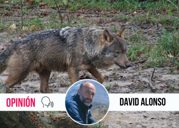 A otro lobo con ese cuento