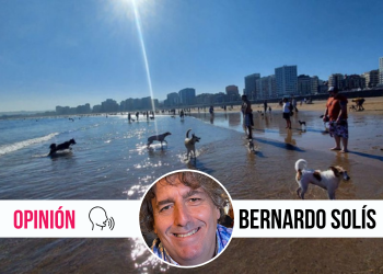 Héroes de cuatro patas