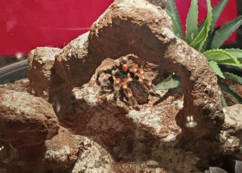 Animales venenosos toman el Acuario: una exposición muestra diferentes ejemplares letales