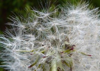 La temporada de alergias se adelanta: estas serán las zonas más afectadas
