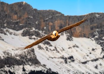 Un estudio detecta en Picos de Europa mosquitos potencialmente transmisores de la fiebre del Nilo y la gripe aviar