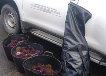 Denunciados tres furtivos por la captura ilegal de 30 kilos de oricios en Valdés