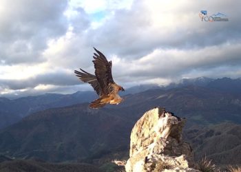 Tras el trabajo, el ‘milagro’: nacen por primera vez en Picos de Europa tres quebrantahuesos en una misma temporada