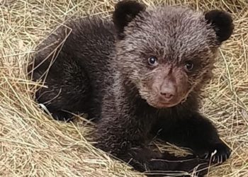 ‘Alba’, la osezna de tres meses rescatada en Teverga y que el Principado aspira a reintroducir en el Oriente