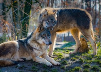 Ecologistas contra ganaderos, un duro pulso avivado por la decisión de desproteger al lobo ibérico en el norte peninsular