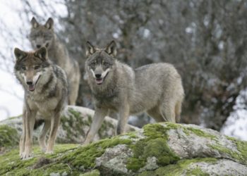 Nace el Fondo para la Protección del Lobo Ibérico: «Este animal no es el problema del mundo rural»