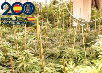 Desmantelan en un bajo de Gijón un punto de cultivo ilegal con más de trescientas plantas de marihuana