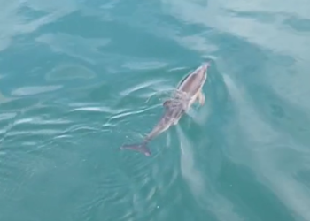 VÍDEO | La presencia de un delfín en el Puerto Deportivo genera expectación y preocupación por su posible estado