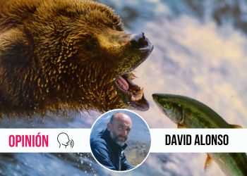 Salmones, osos y angulas