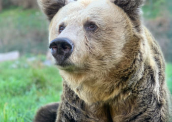 Muere Paca, la osa cantábrica rescatada en 1989 junto a su hermana Tola