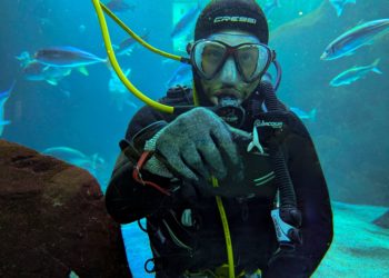 Los animales más venenosos del mundo te esperan esta Semana Santa en el Acuario de Gijón