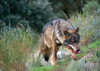 El ecologismo contraataca y recurre la resolución que autoriza la caza de lobos en Asturias