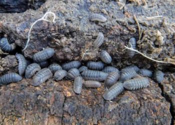 ¿Hay, o no hay, una plaga de cochinillas en la futura comisaría de la Policía Local de Gijón?
