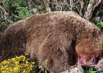 Tragedia animal en Cangas del Narcea: un oso pardo muere al precipitarse desde la Peñona de Jalón