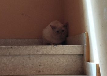 Final feliz para el ‘gato encerrado’ en Gijón: ha sido rescatado con vida