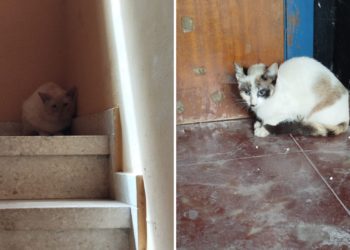 Un desahucio en Gijón, cuatro gatos rescatados… ¿Y un quinto abandonado?