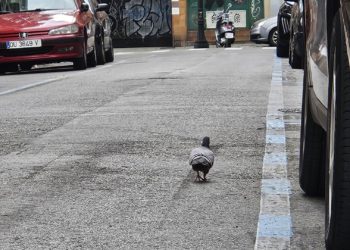 La supremacía aérea de las palomas en Gijón, amenazada: se confirma la captura de 900 ejemplares, un 30% del censo