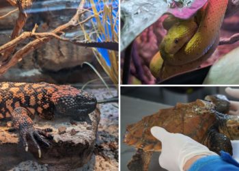 Los BIOPARC de España, incluido el Acuario de Gijón, grandes aliados del  Día Internacional de la Biodiversidad