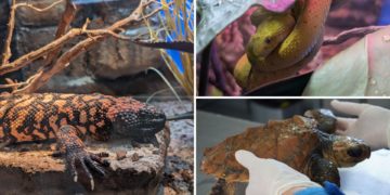 Los BIOPARC de España, incluido el Acuario de Gijón, grandes aliados del  Día Internacional de la Biodiversidad