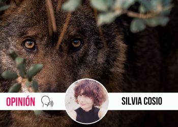 El día que fui Lizzy Bennet