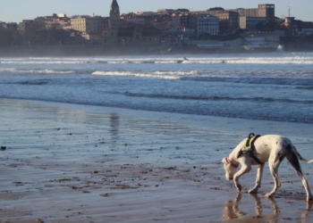 ¿Deberían los perros poder pasear por San Lorenzo durante las noches de verano?