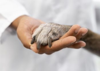 Veterinarios asturianos muestran su «frustración y descontento» hoy en una manifestación en Gijón