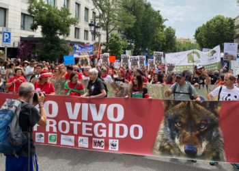 La cruzada por la protección del lobo ibérico toma las calles de Madrid: «Es patrimonio de toda la sociedad»